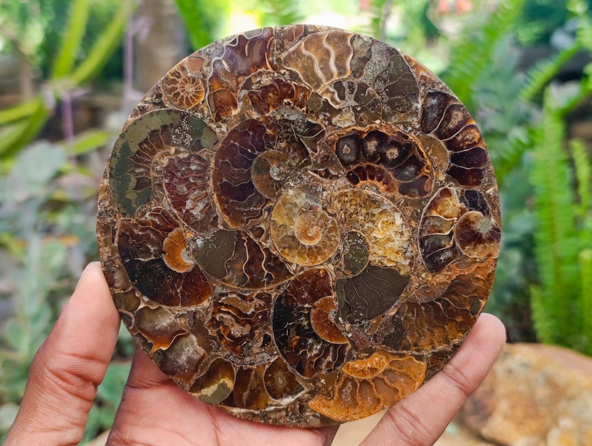 Hand Made Ammonite Conglomerate Coffee Table Coasters x 6 From Mahajanga, Madagascar