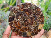 Hand Made Ammonite Conglomerate Coffee Table Coasters x 6 From Mahajanga, Madagascar