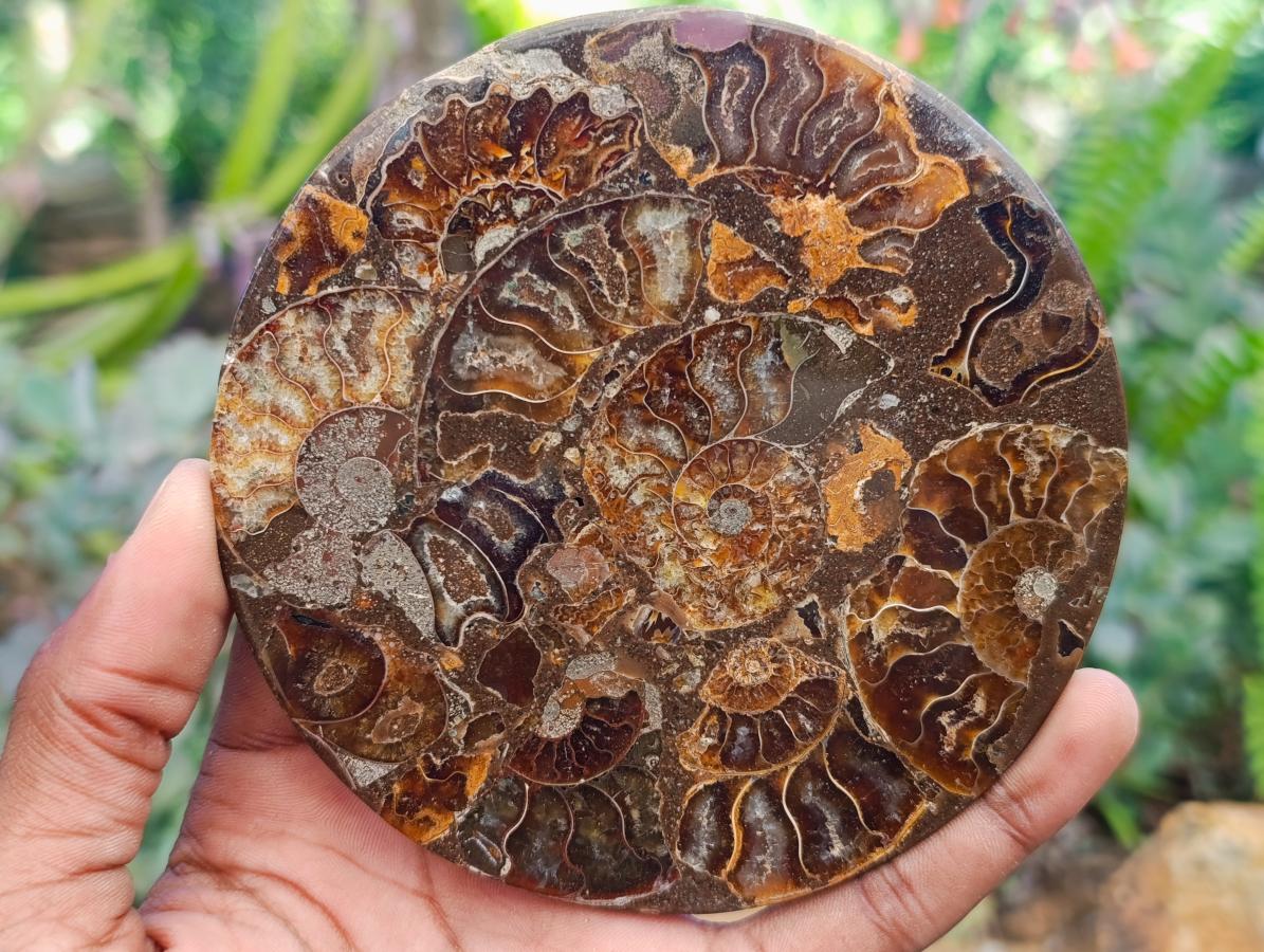 Hand Made Ammonite Conglomerate Coffee Table Coasters x 6 From Mahajanga, Madagascar