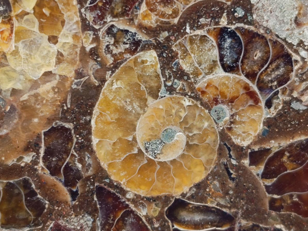 Hand Made Ammonite Conglomerate Coffee Table Coasters x 6 From Mahajanga, Madagascar