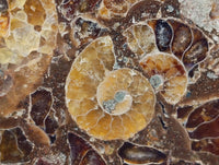 Hand Made Ammonite Conglomerate Coffee Table Coasters x 6 From Mahajanga, Madagascar