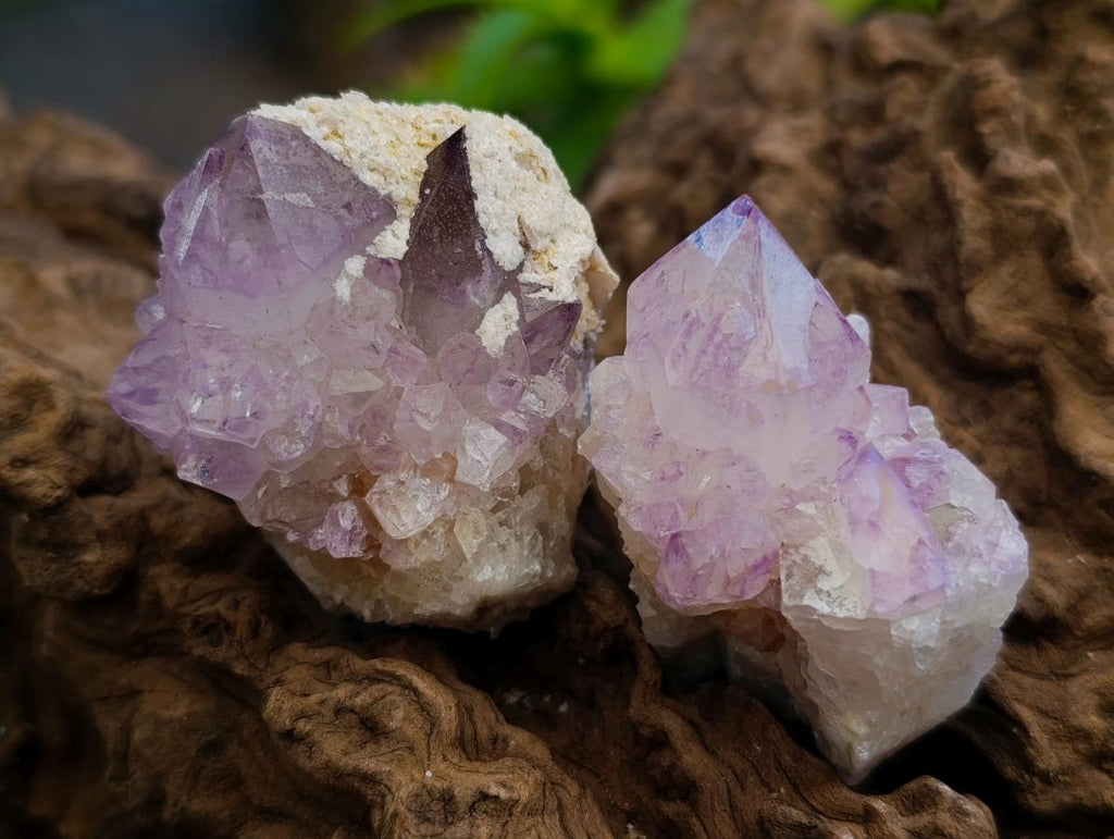 Natural Sunburst Amethyst Spirit Clusters x 12 From Boekenhouthoek, South Africa