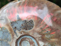 Polished Cleoniceras Red Ammolite Opalized Ammonite Fossils x 2 From Tulear, Madagascar