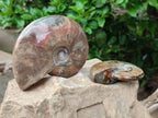 Polished Cleoniceras Red Ammolite Opalized Ammonite Fossils x 2 From Tulear, Madagascar