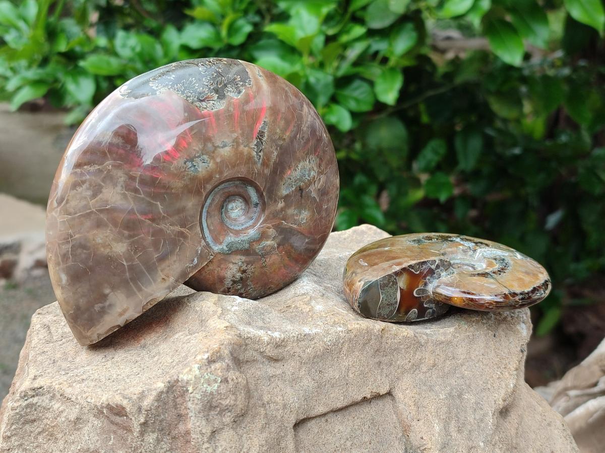 Polished Cleoniceras Red Ammolite Opalized Ammonite Fossils x 2 From Tulear, Madagascar
