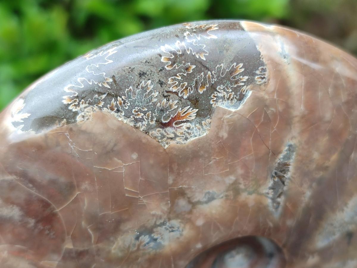 Polished Cleoniceras Red Ammolite Opalized Ammonite Fossils x 2 From Tulear, Madagascar