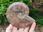 Polished Cleoniceras Red Ammolite Opalized Ammonite Fossils x 2 From Tulear, Madagascar