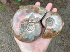 Polished Cleoniceras Red Ammolite Opalized Ammonite Fossils x 2 From Tulear, Madagascar