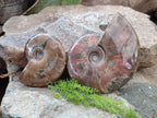 Polished Cleoniceras Red Ammolite Opalized Ammonite Fossils x 2 From Tulear, Madagascar