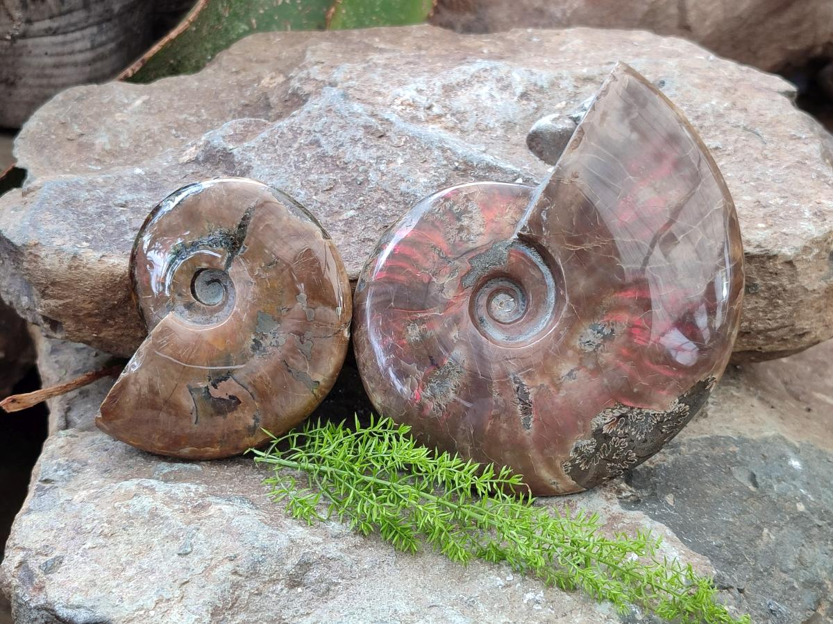 Polished Cleoniceras Red Ammolite Opalized Ammonite Fossils x 2 From Tulear, Madagascar