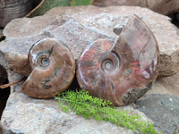 Polished Cleoniceras Red Ammolite Opalized Ammonite Fossils x 2 From Tulear, Madagascar