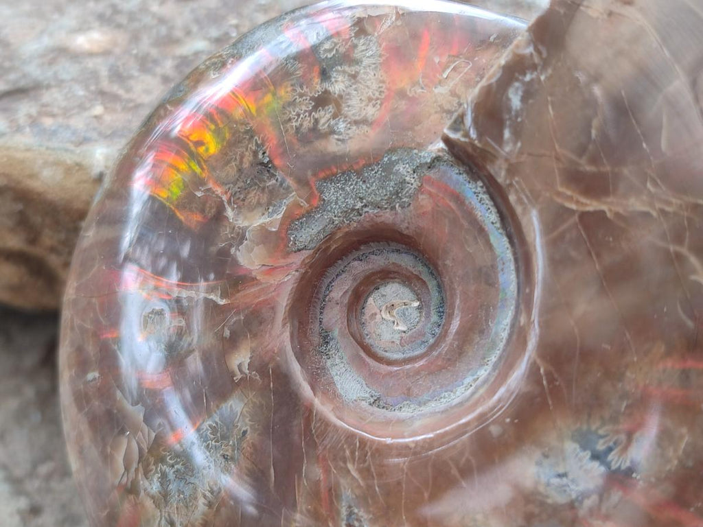 Polished Cleoniceras Red Ammolite Opalized Ammonite Fossils x 2 From Tulear, Madagascar