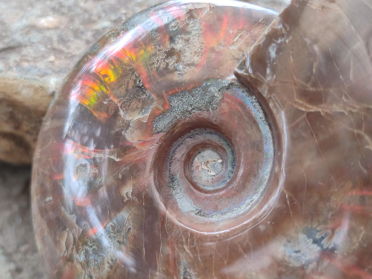Polished Cleoniceras Red Ammolite Opalized Ammonite Fossils x 2 From Tulear, Madagascar