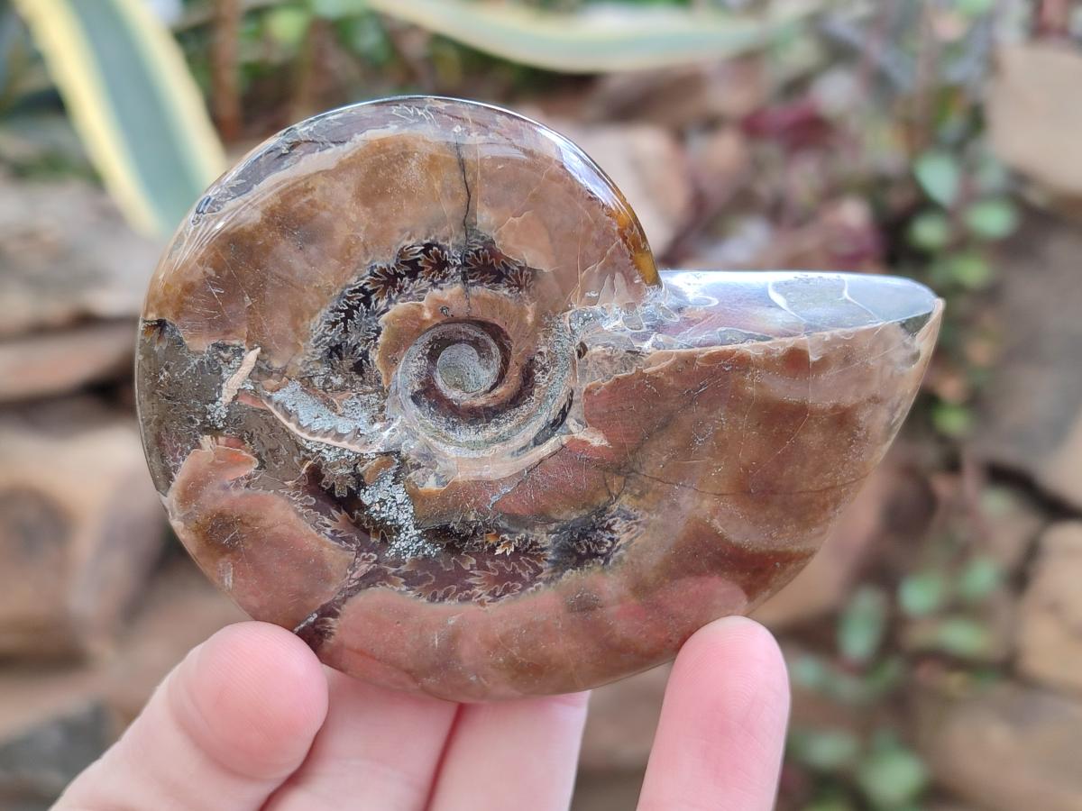 Polished Cleoniceras Red Ammolite Opalized Ammonite Fossils x 2 From Tulear, Madagascar