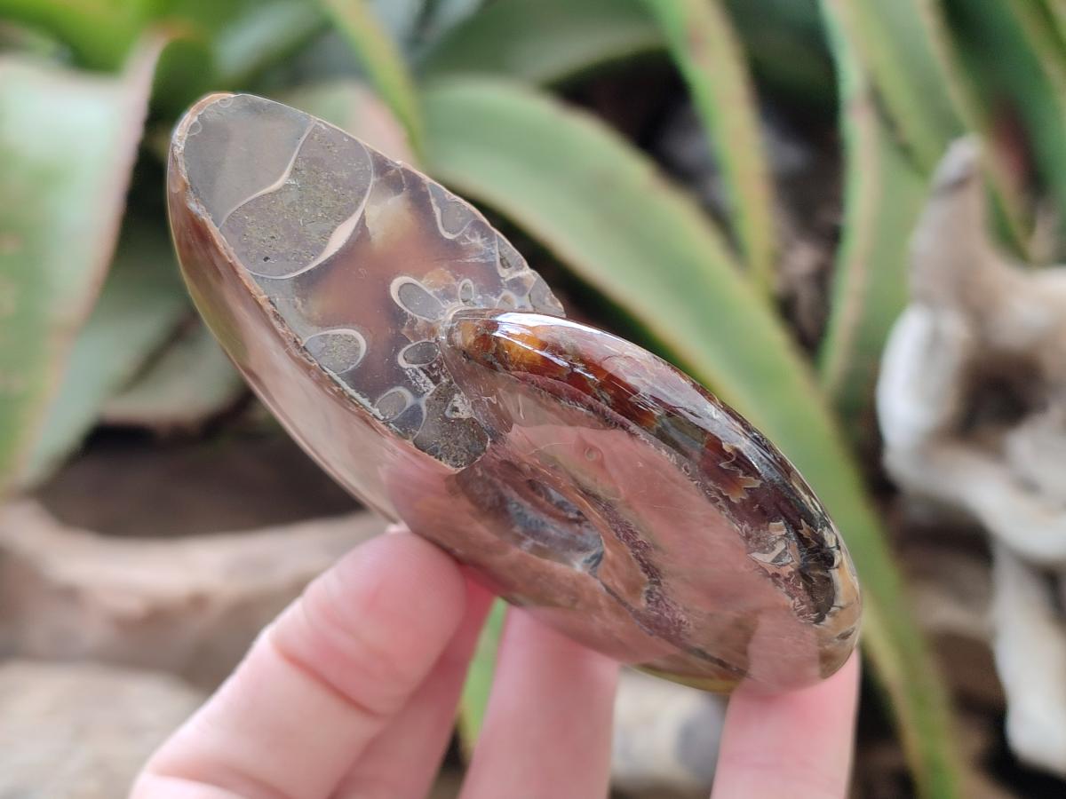 Polished Cleoniceras Red Ammolite Opalized Ammonite Fossils x 2 From Tulear, Madagascar