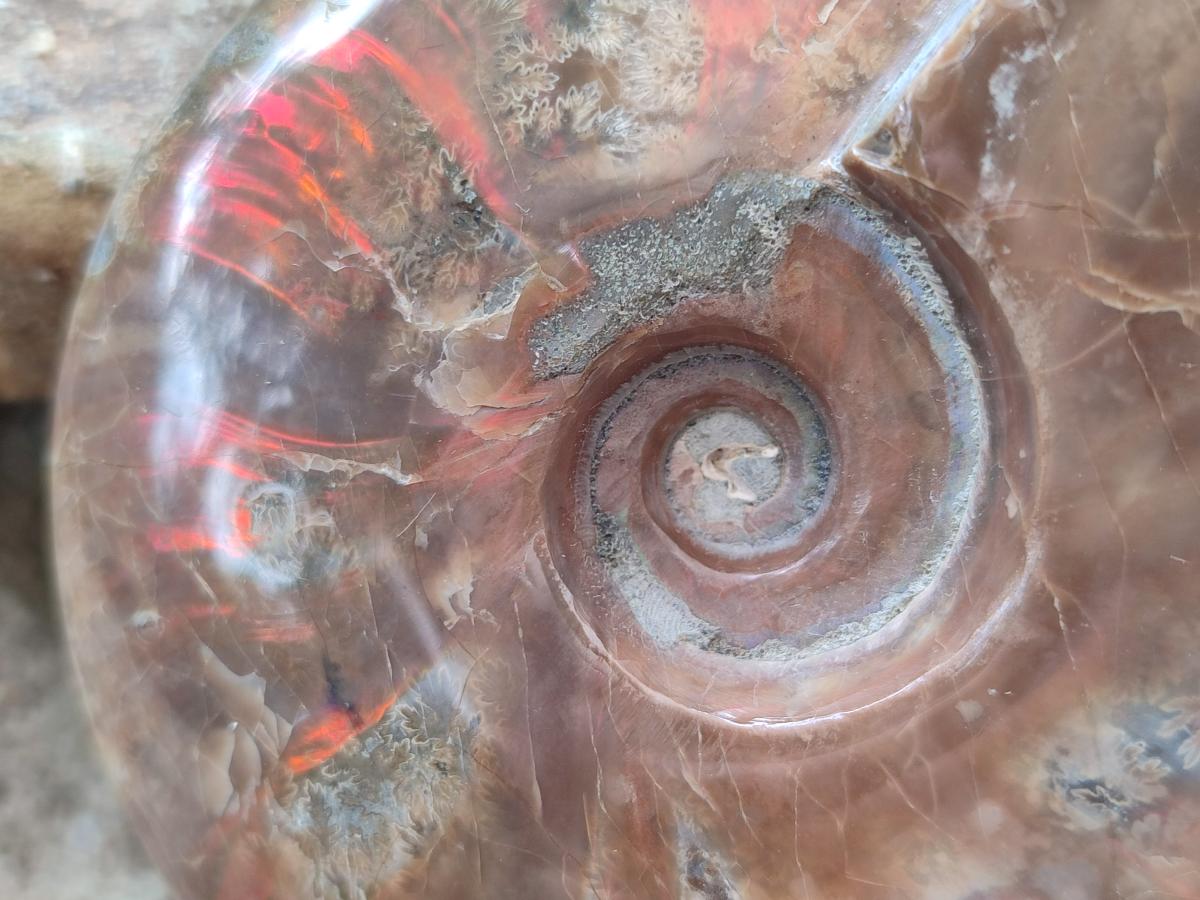 Polished Cleoniceras Red Ammolite Opalized Ammonite Fossils x 2 From Tulear, Madagascar