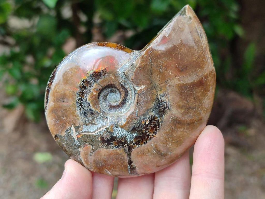 Polished Cleoniceras Red Ammolite Opalized Ammonite Fossils x 2 From Tulear, Madagascar