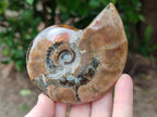 Polished Cleoniceras Red Ammolite Opalized Ammonite Fossils x 2 From Tulear, Madagascar