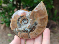 Polished Cleoniceras Red Ammolite Opalized Ammonite Fossils x 2 From Tulear, Madagascar