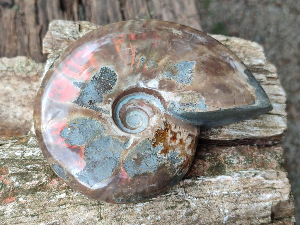 Polished Cleoniceras Red Ammolite Opalized Ammonite Fossils x 2 From Tulear, Madagascar