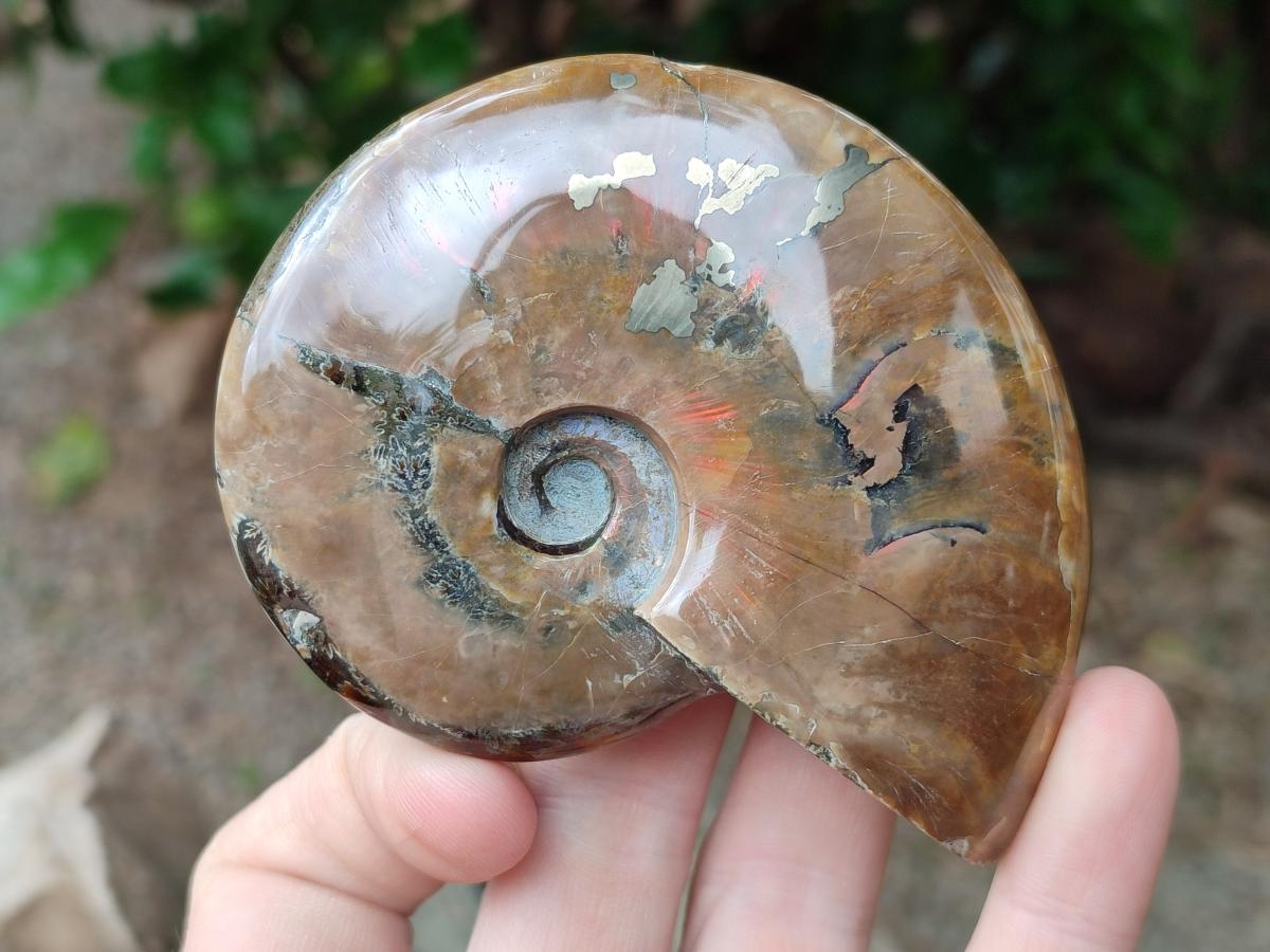 Polished Cleoniceras Red Ammolite Opalized Ammonite Fossils x 2 From Tulear, Madagascar