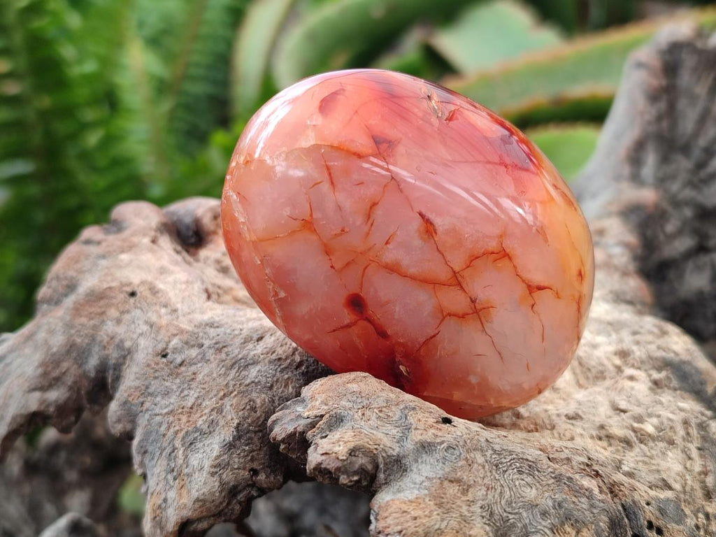 Polished Carnelian Agate Gemstone Galets x 12 From Madagascar