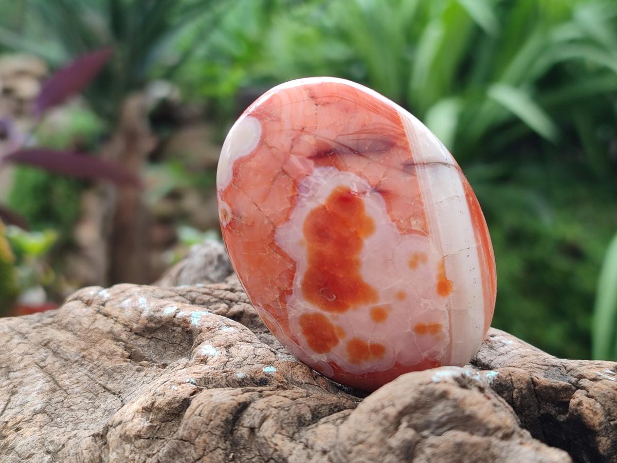 Polished Carnelian Agate Gemstone Galets x 12 From Madagascar