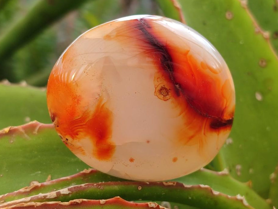 Polished Carnelian Agate Gemstone Galets x 12 From Madagascar
