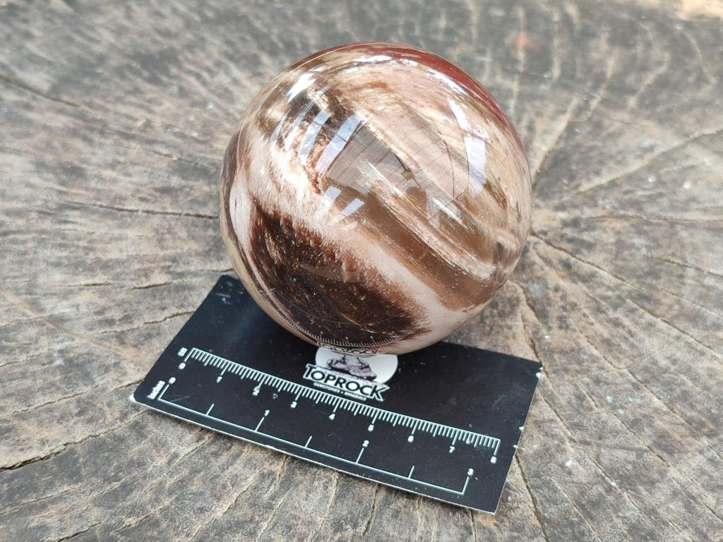 Polished Red Podocarpus Petrified Wood Spheres and Eggs x 4 From Mahajanga, Madagascar