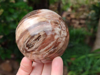Polished Red Podocarpus Petrified Wood Spheres and Eggs x 4 From Mahajanga, Madagascar