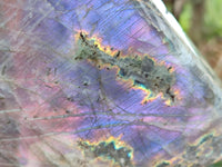 Polished Rare Purple Sunset Flash Labradorite Standing Free Forms x 1 From Madagascar