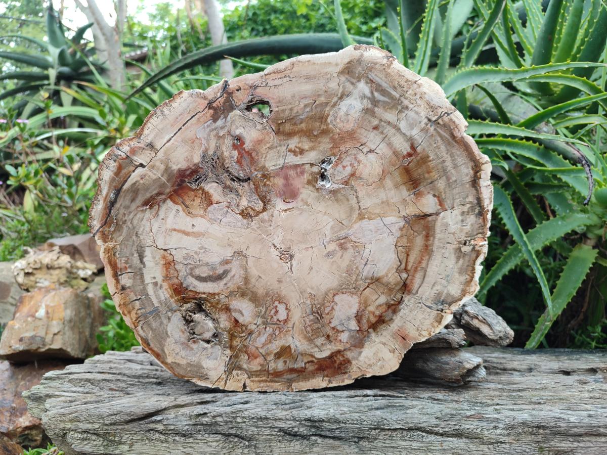 Polished Red Podocarpus Petrified Wood Slice x 1 From Mahajanga, Madagascar