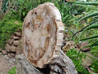 Polished Red Podocarpus Petrified Wood Slice x 1 From Mahajanga, Madagascar