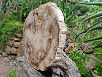 Polished Red Podocarpus Petrified Wood Slice x 1 From Mahajanga, Madagascar