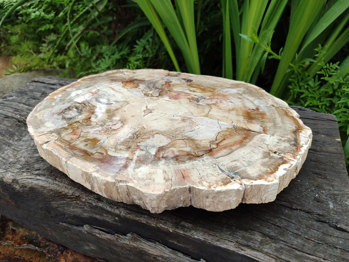 Polished Red Podocarpus Petrified Wood Slice x 1 From Mahajanga, Madagascar