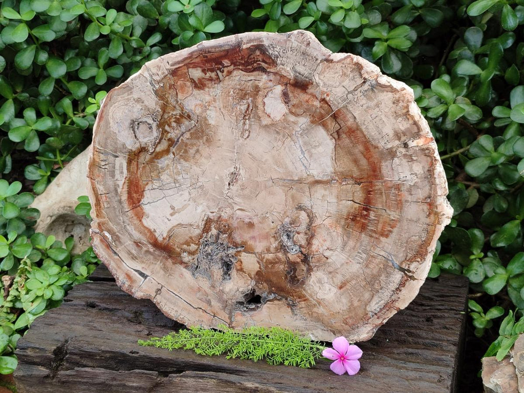 Polished Red Podocarpus Petrified Wood Slice x 1 From Mahajanga, Madagascar