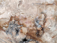 Polished Red Podocarpus Petrified Wood Slice x 1 From Mahajanga, Madagascar