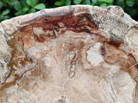 Polished Red Podocarpus Petrified Wood Slice x 1 From Mahajanga, Madagascar