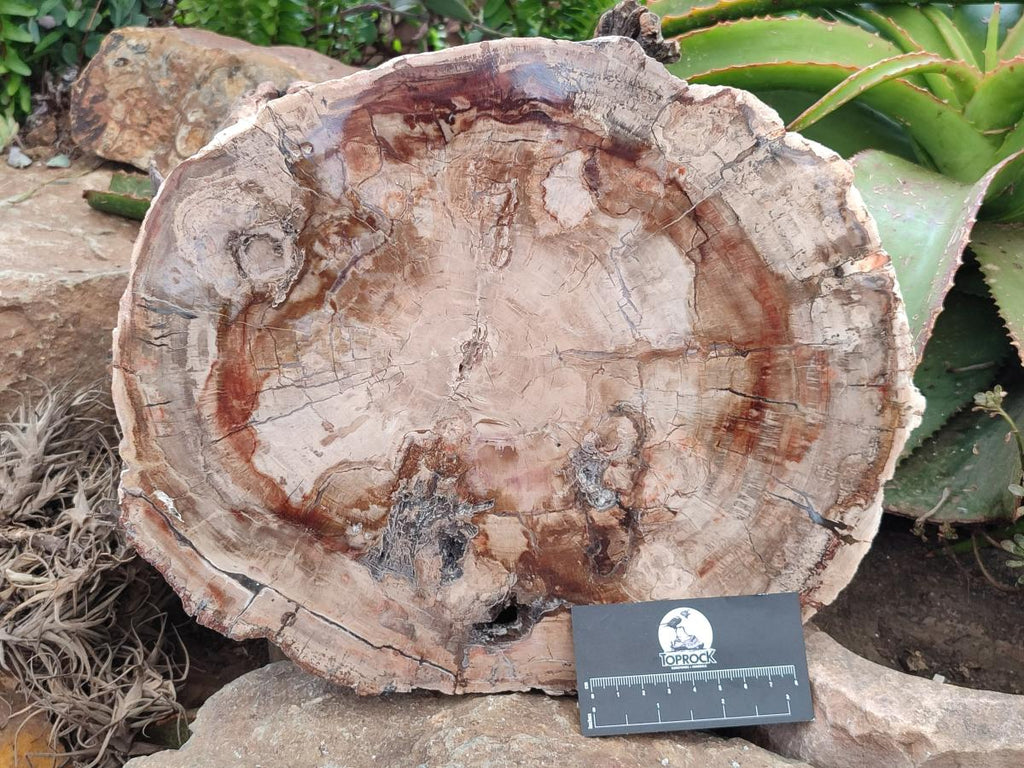 Polished Red Podocarpus Petrified Wood Slice x 1 From Mahajanga, Madagascar