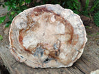 Polished Red Podocarpus Petrified Wood Slice x 1 From Mahajanga, Madagascar
