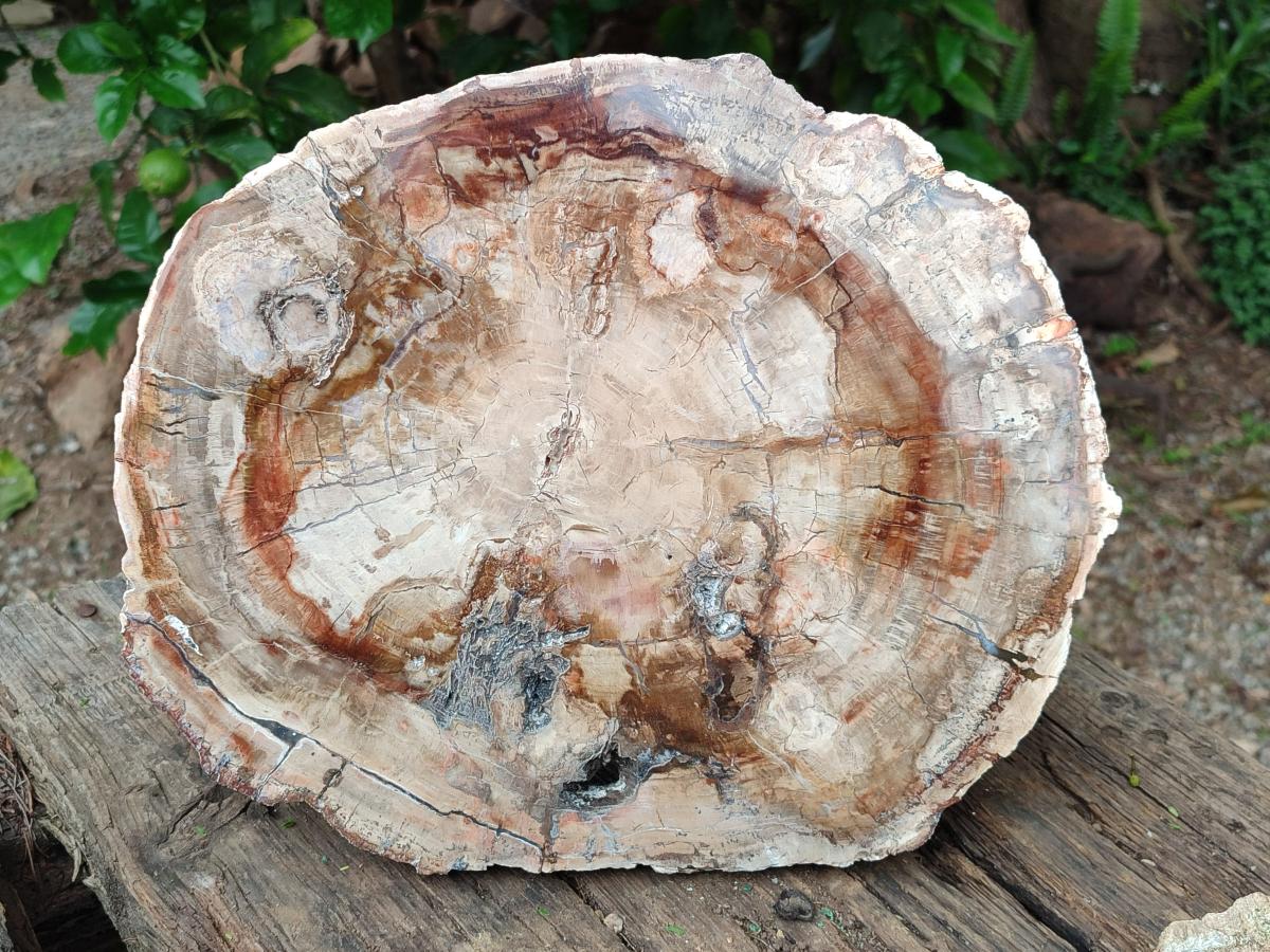 Polished Red Podocarpus Petrified Wood Slice x 1 From Mahajanga, Madagascar