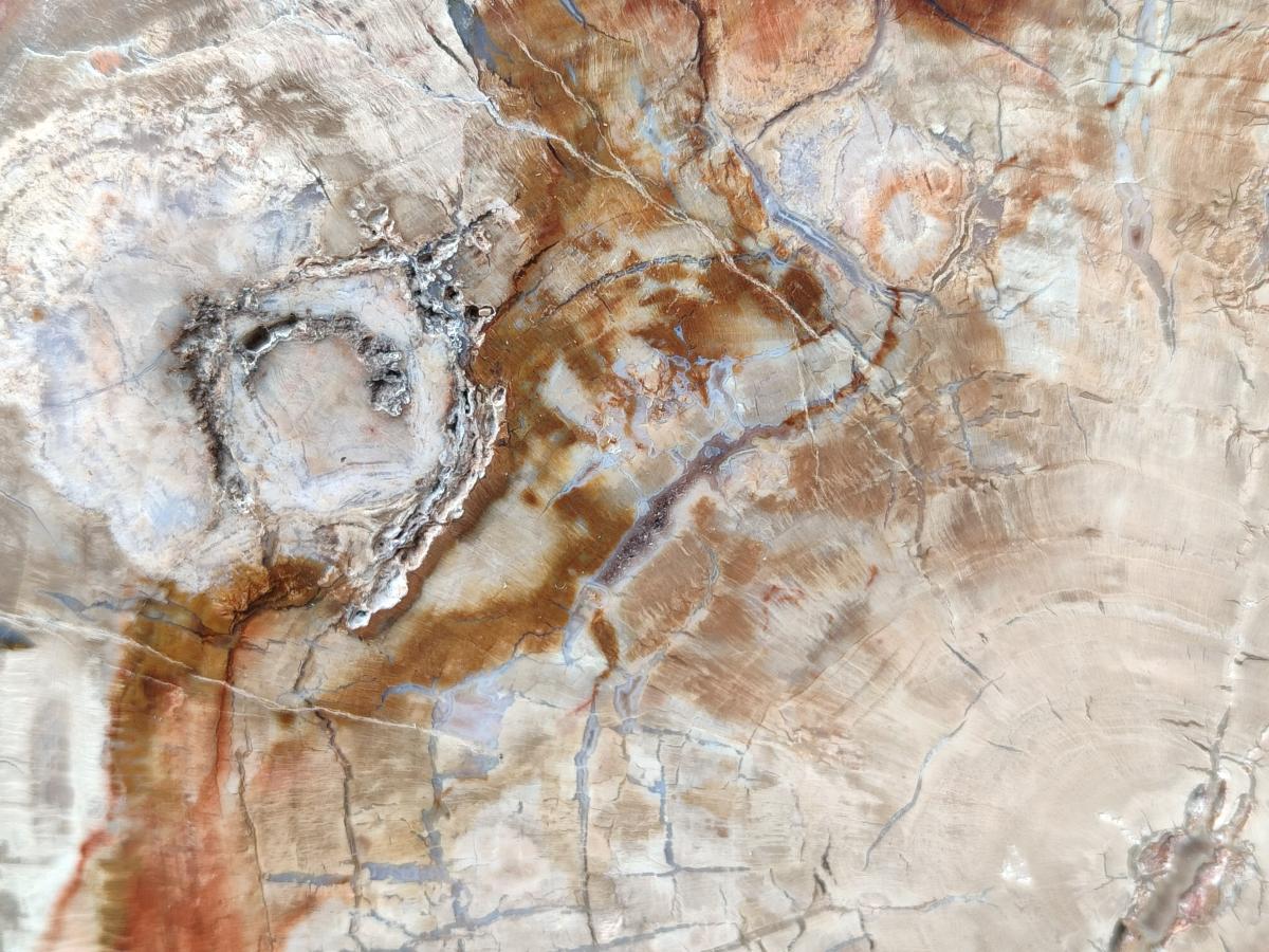 Polished Red Podocarpus Petrified Wood Slice x 1 From Mahajanga, Madagascar