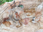 Polished Red Podocarpus Petrified Wood Slice x 1 From Mahajanga, Madagascar