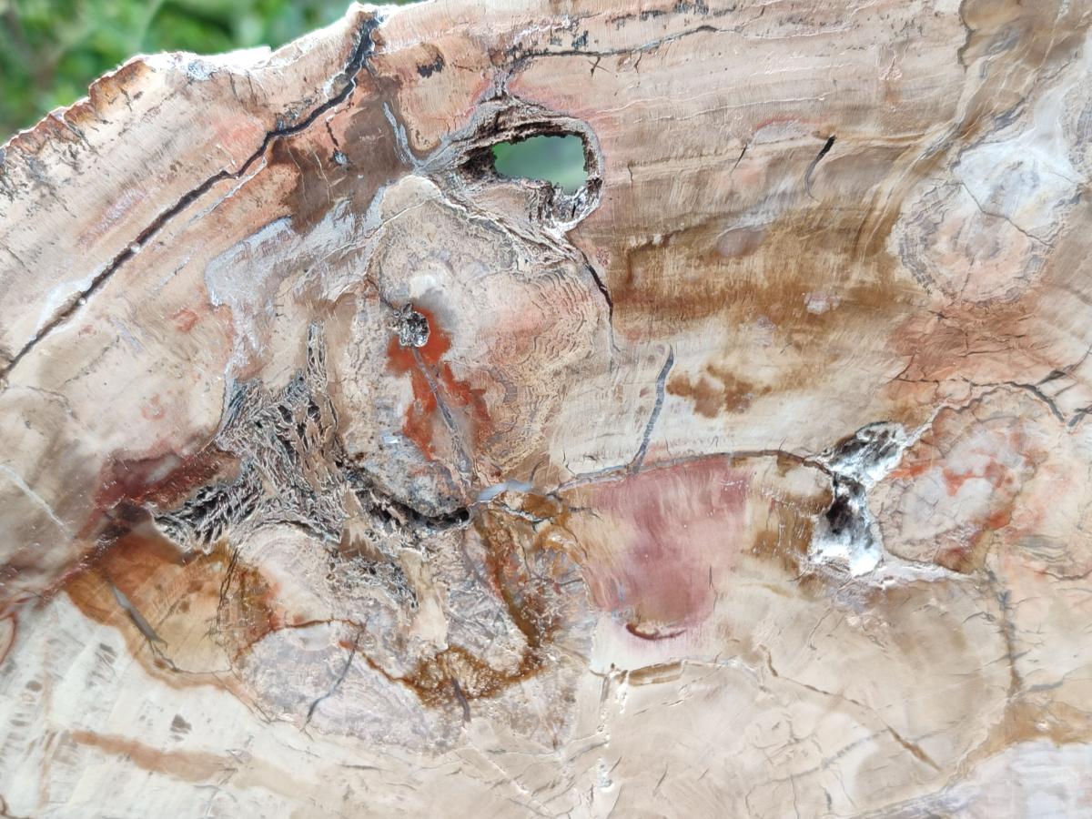 Polished Red Podocarpus Petrified Wood Slice x 1 From Mahajanga, Madagascar