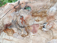 Polished Red Podocarpus Petrified Wood Slice x 1 From Mahajanga, Madagascar