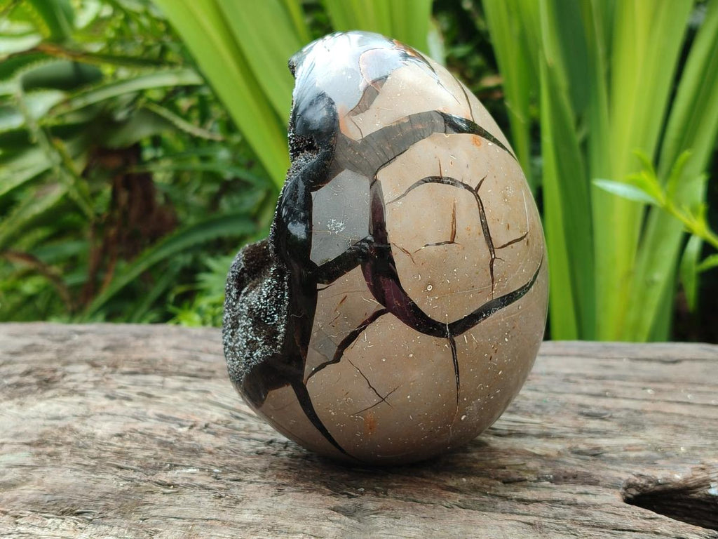 Polished Septerye Sauvage "Dragons Egg" Geode x 1 From Mahajanga, Madagascar