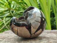 Polished Septerye Sauvage "Dragons Egg" Geode x 1 From Mahajanga, Madagascar