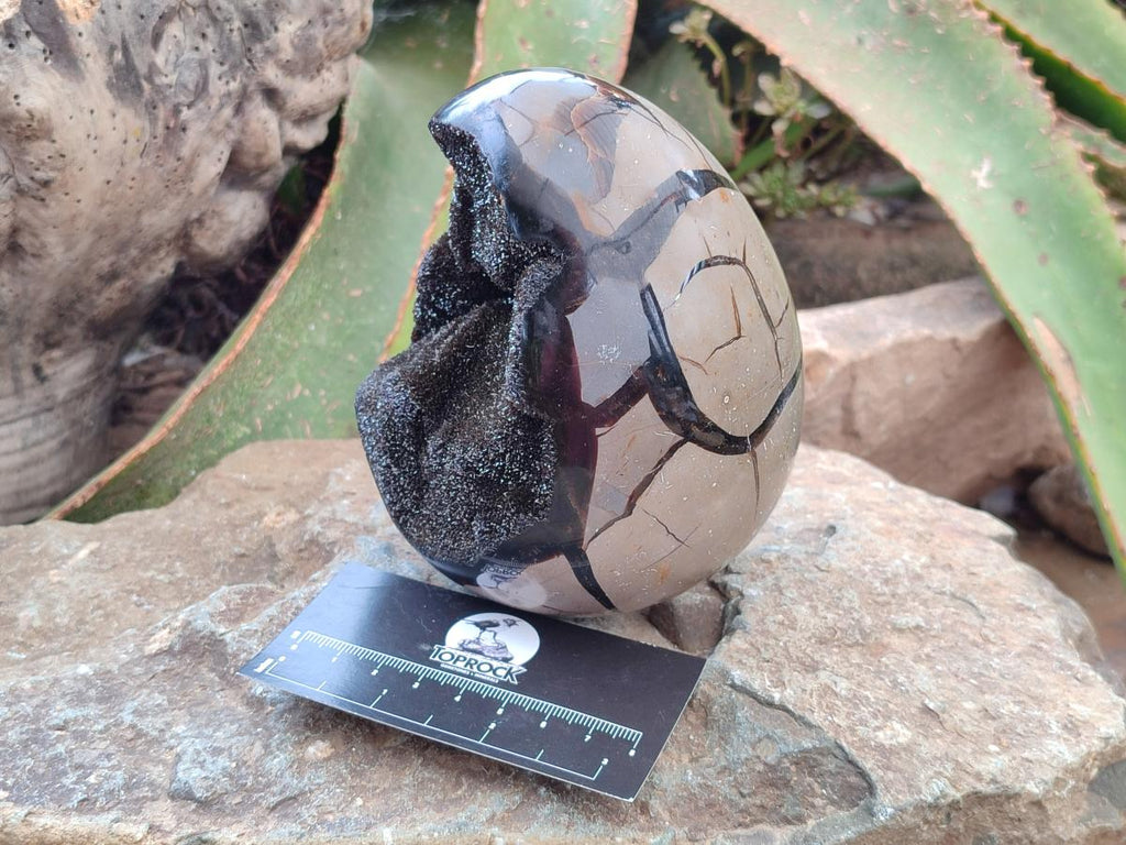 Polished Septerye Sauvage "Dragons Egg" Geode x 1 From Mahajanga, Madagascar