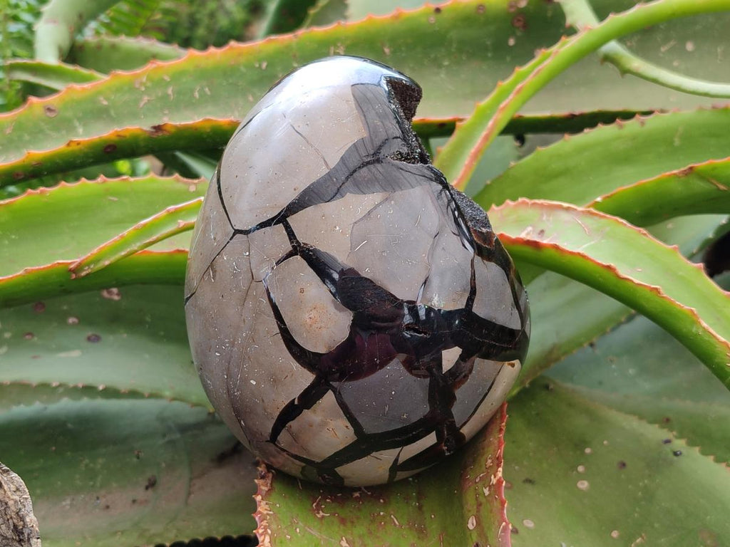 Polished Septerye Sauvage "Dragons Egg" Geode x 1 From Mahajanga, Madagascar
