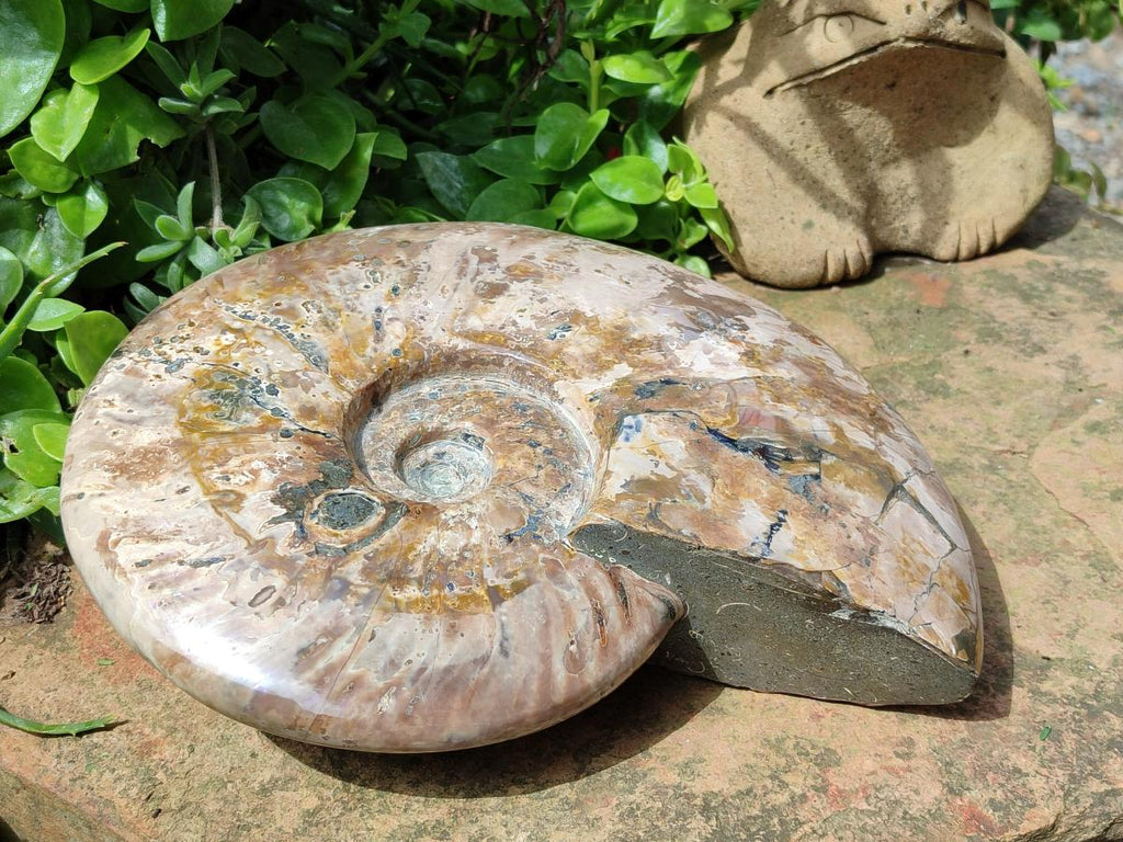 Polished Cleoniceras Red Ammolite Opalized Ammonite Fossil x 1 From Tulear, Madagascar